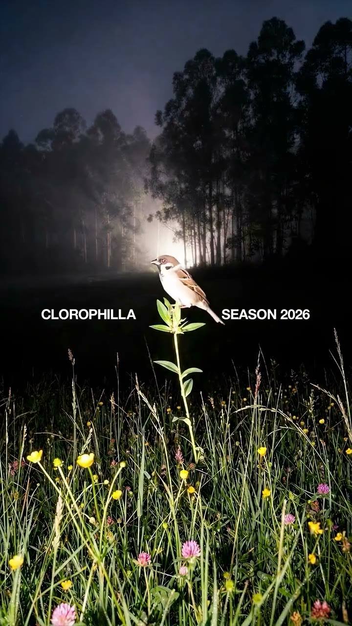 Video di lancio della stagione: un passero su un filo d’erba in un prato di notte, con la scritta Clorophilla Season 2026.